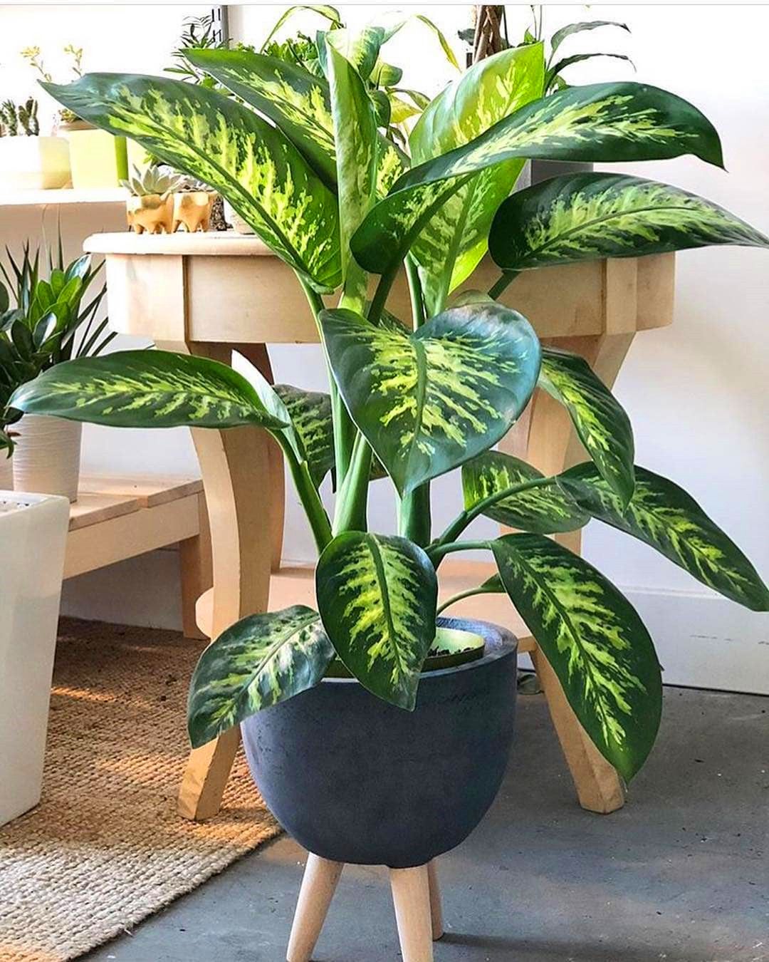 All Plants