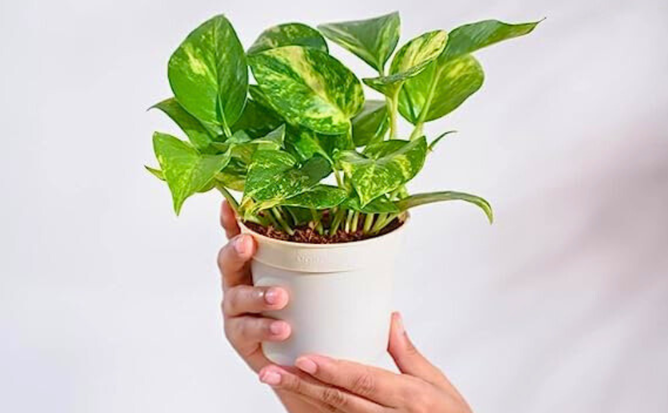Money Plants