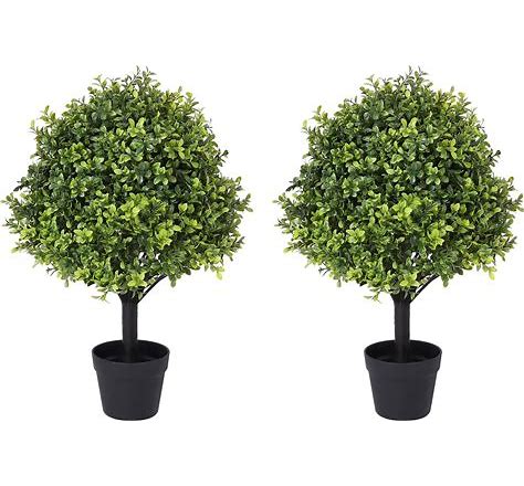Outdoor Plants