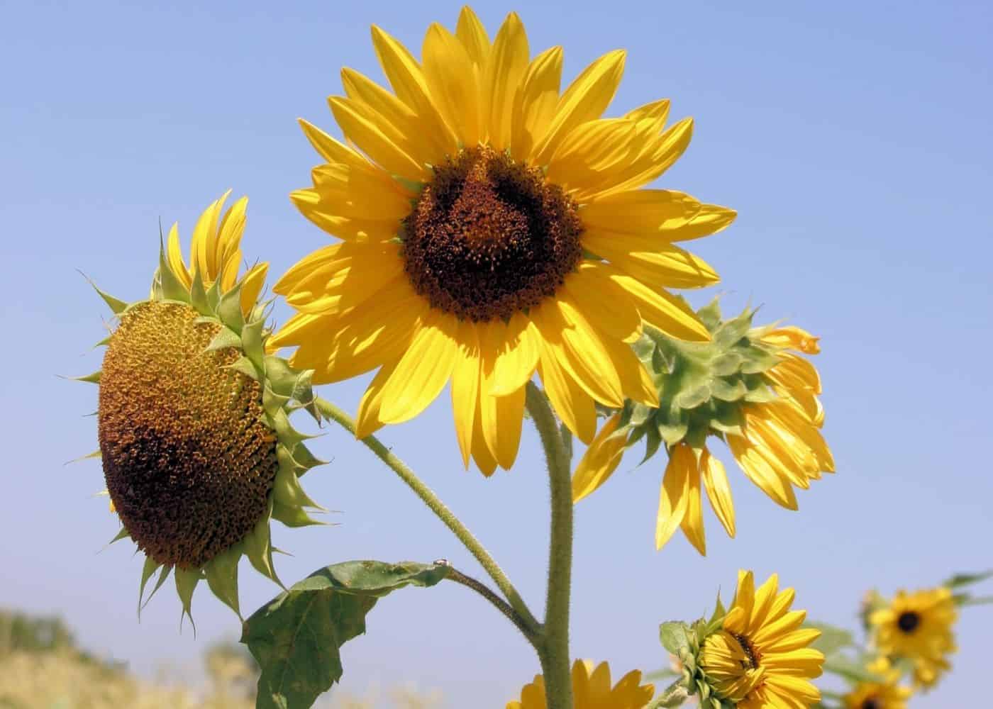 Sunflowers