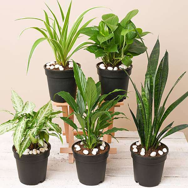 Indoor Plants