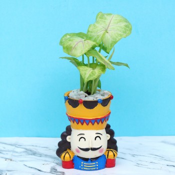 King Syngonium Plant