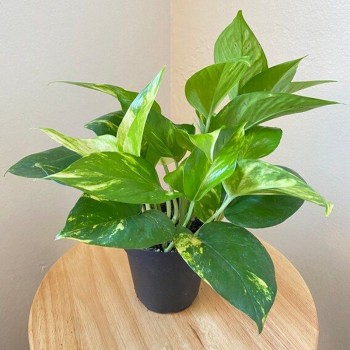 Prosperous Money Plant