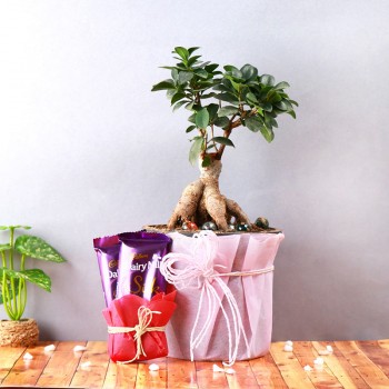 Exquisite Bonsai Hamper